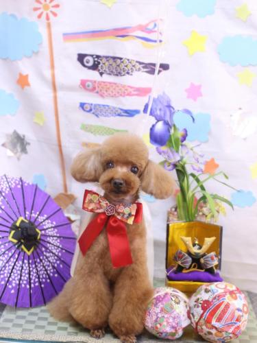 20240522茶々丸くん